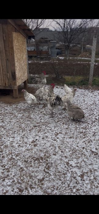 Vând cocoși australorp negru, albastru si splash