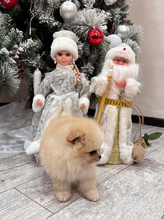 Чудесные щенки мини шпиц  девочка и мальчик