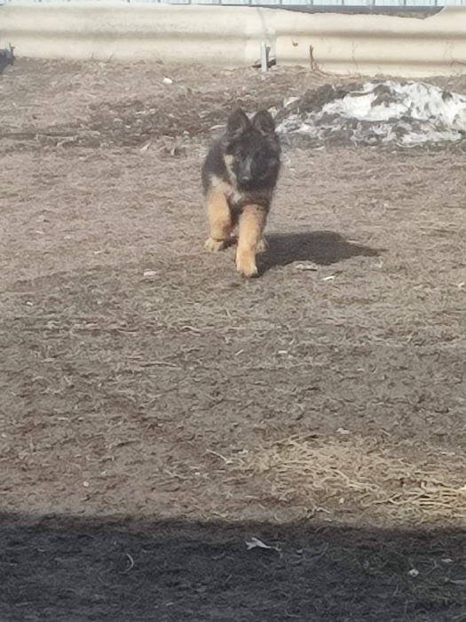 Немецкая овчарка