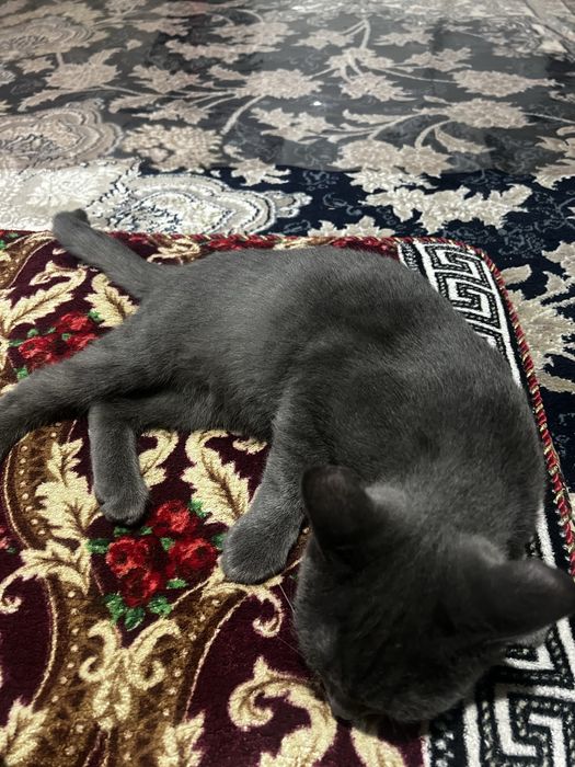 Мушук Сотилади срочно