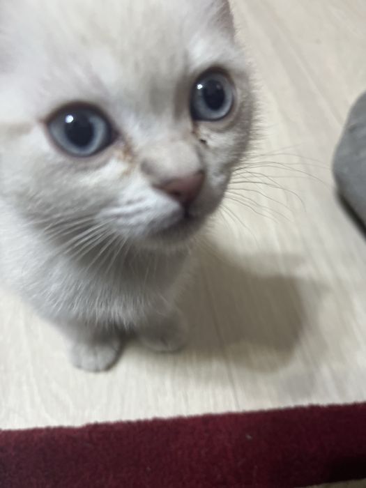 Кошку зовут Мика, она девочка