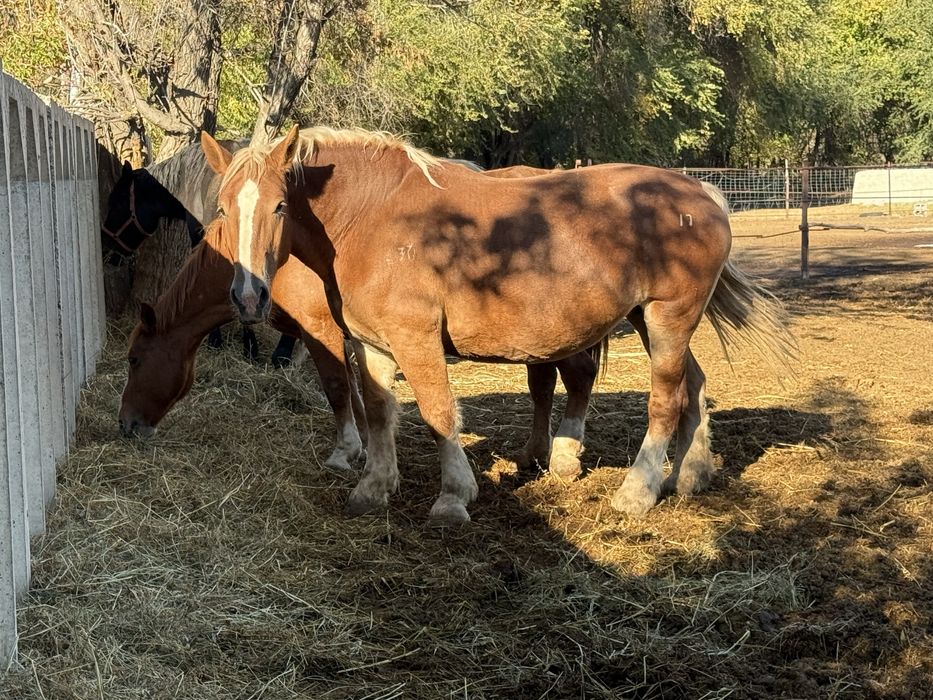 Тяжеловесные лошади