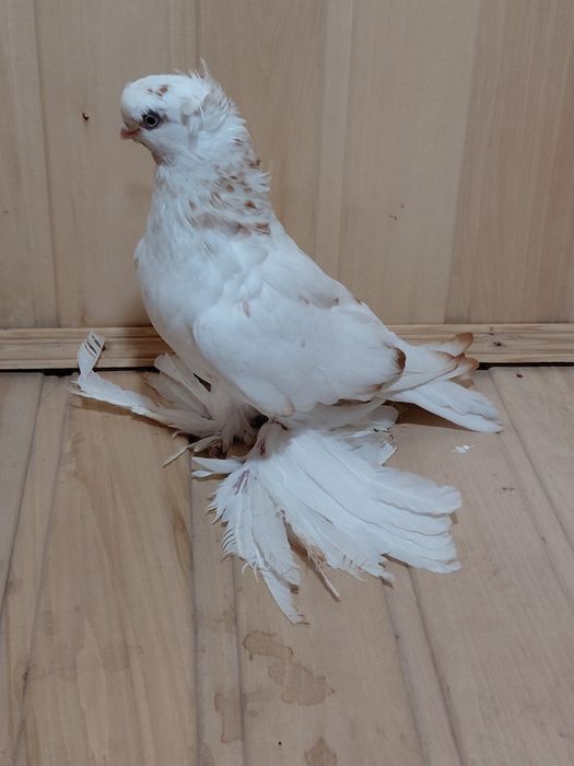 Голубка молодая гулбадам