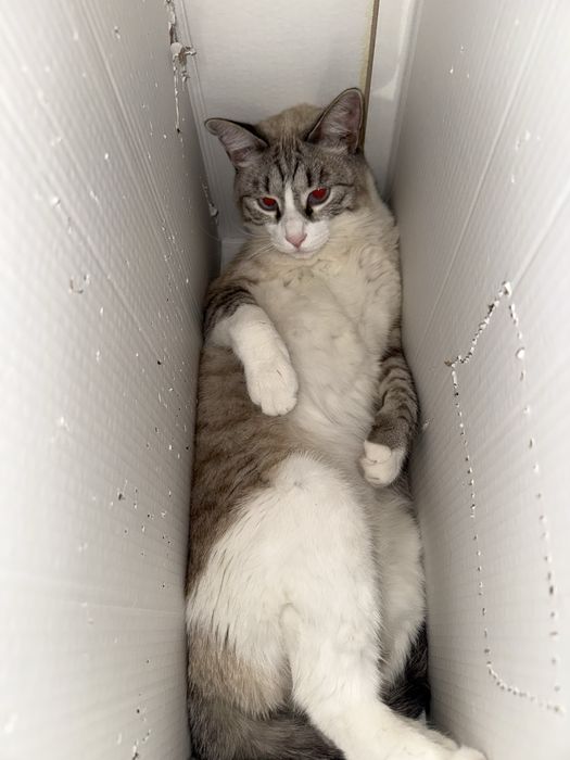 Отдаем в хорошие руки кота