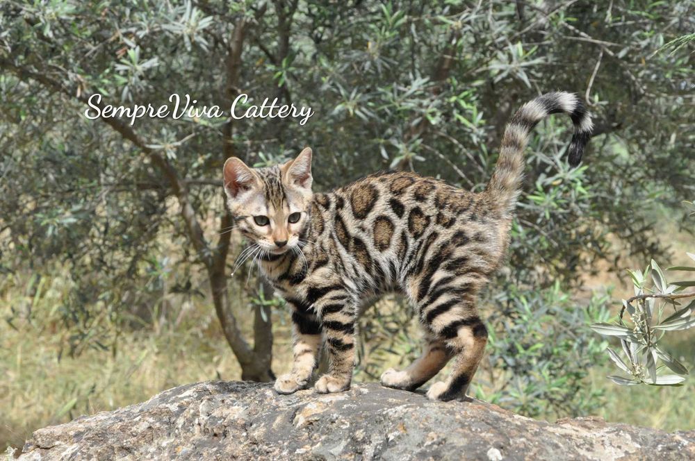 Бенгалска котка женска