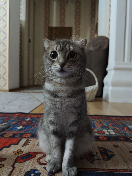 Шотландская вислоухая кошка
