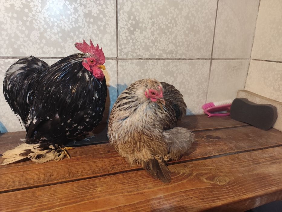 Карликовые кохинхины пара