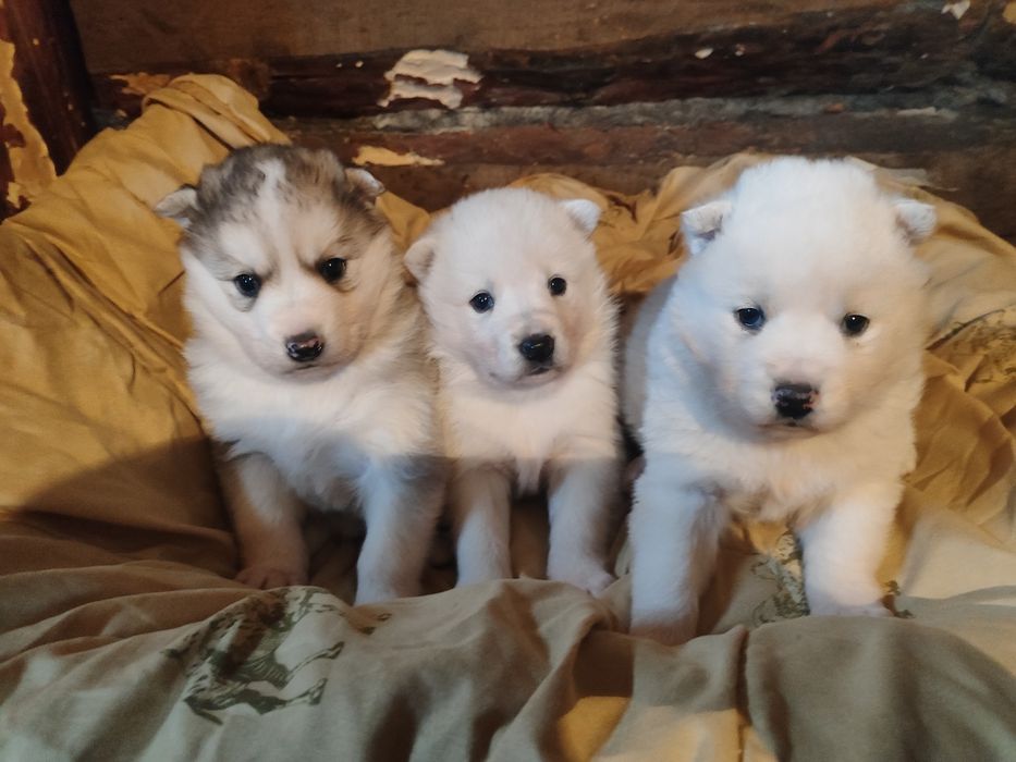 В продаже хасята