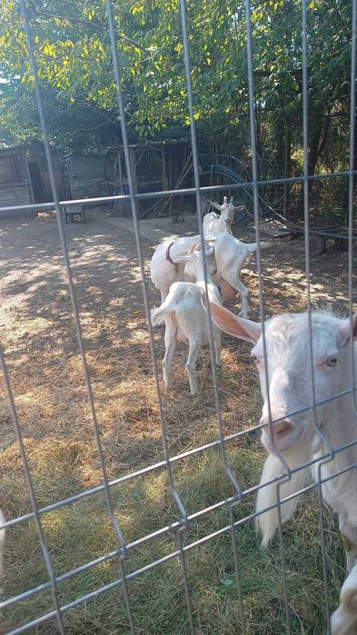 URGENT - Capre SAANEN, iezi, țăpuc