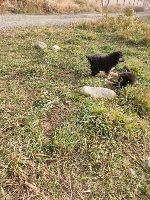 Отдам щенков девочек крупных