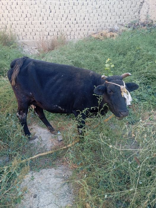 Сигир срочно сотилади