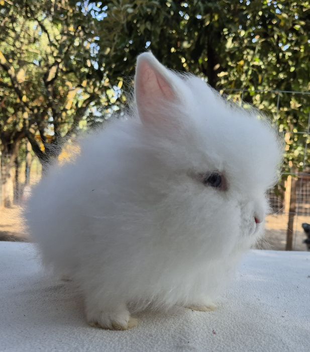 Iepuri cap de leu-mascul