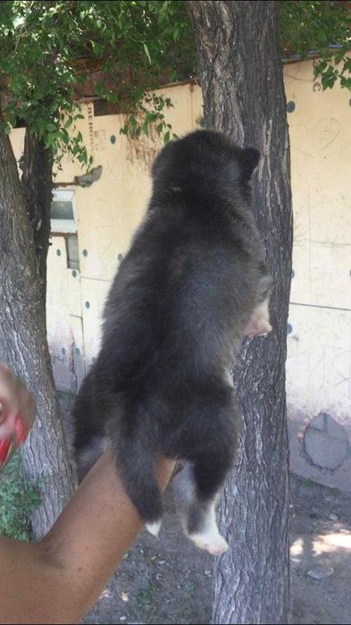 Красотке один месяц хаска