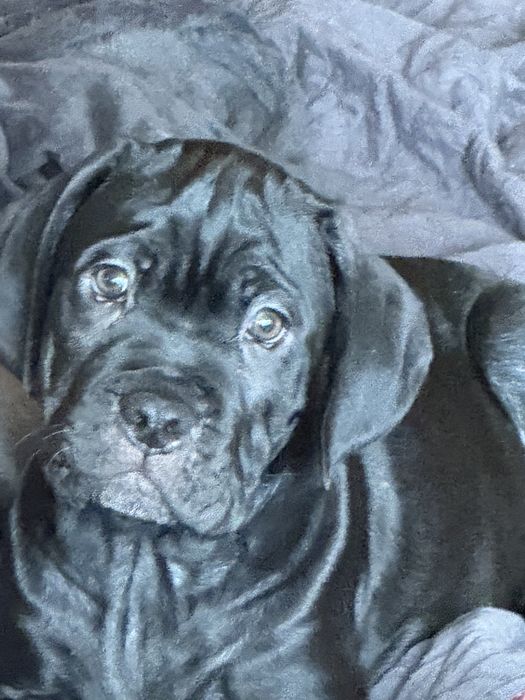 Кане Корсо / Cane Corso