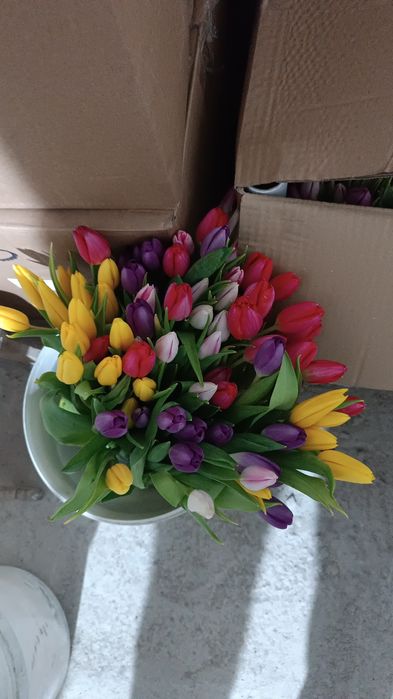 Голландский Тюльпаны оптом