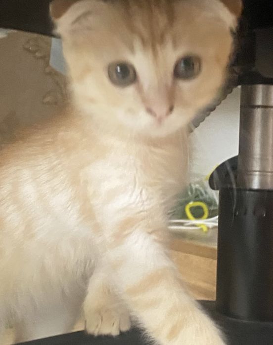 Шотладский вислоухий котенек симба