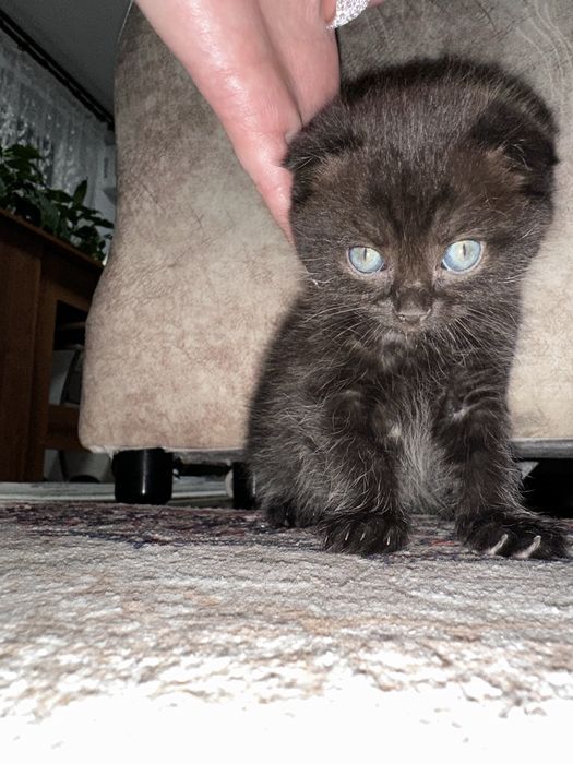 Шотландские котята