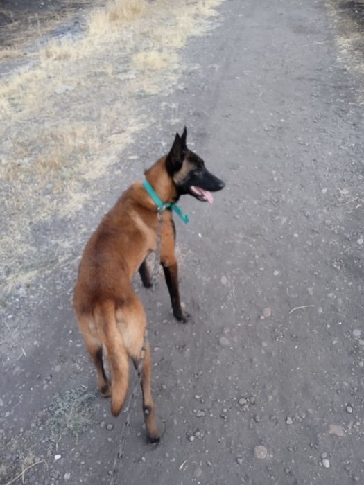 Malinova sotiladi narxni kelwamz