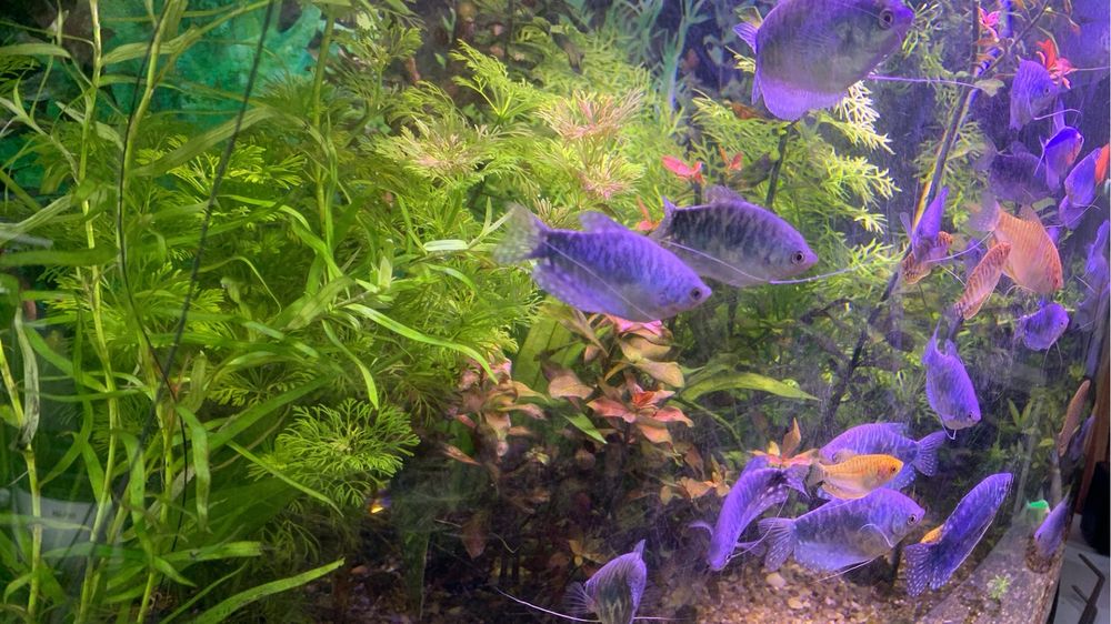 Plante /pachet generos