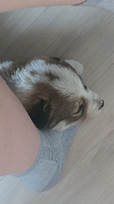 Отдам собачку,девочка.