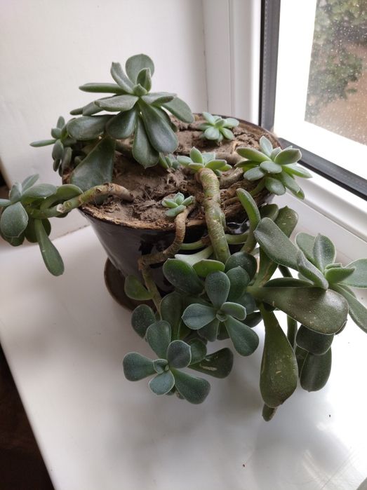 Комнатный цветочек