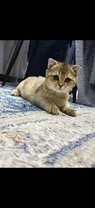 Кот золотая Шиншила