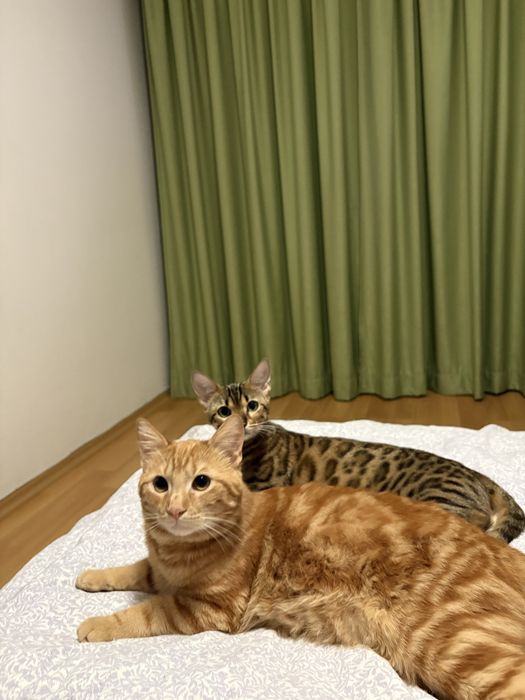 Бенгалско котенце