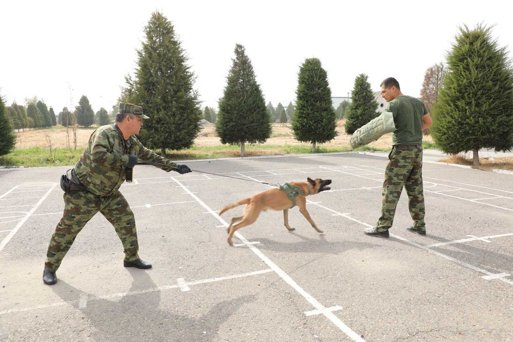 Milliy kinologiya markazi itni dressirovka qilish o`rgatish kinolog