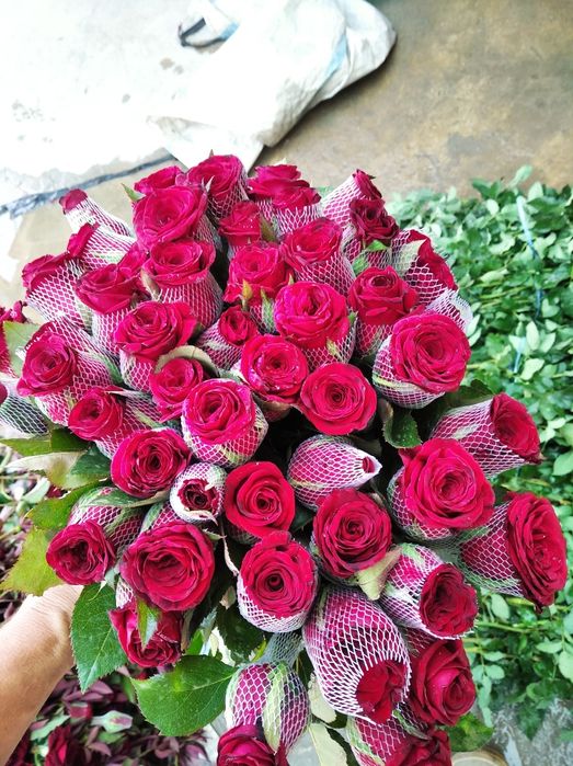 Саженцы роз Атиргул кўчатлар