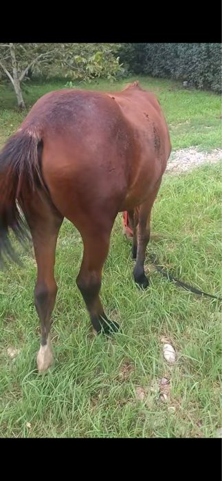 Vand manza trotineta