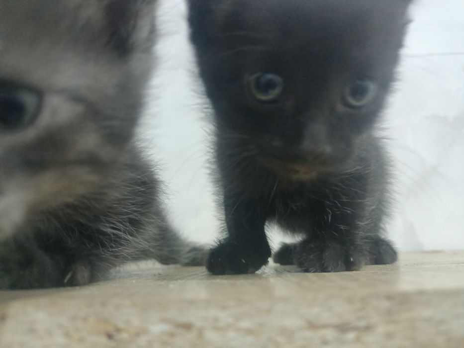 Отдам котят бесплатно