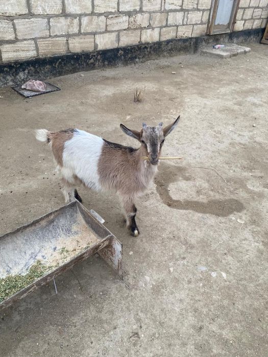 Алпи теке лақ сатылады