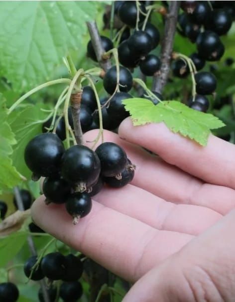 Продам дачу в саду "Клён"