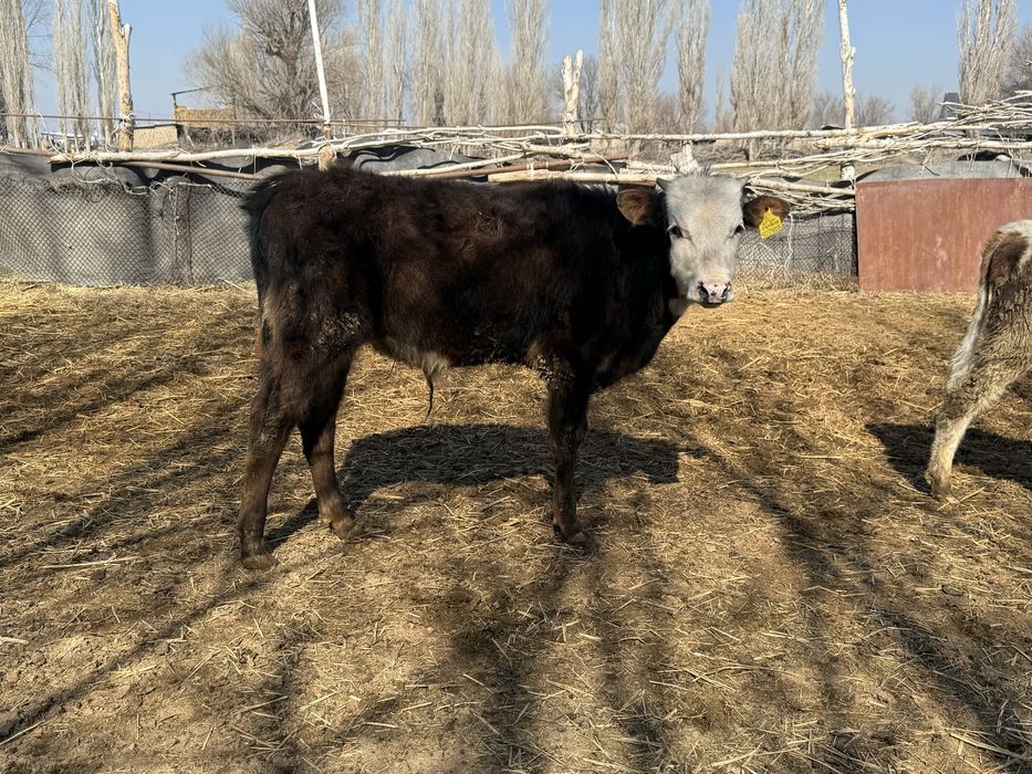 Бычок бұқа подсос бык