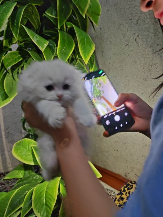 Zotdor mushuk bolalari 2oylik. Soğlom. Ipak tolali, Harakatchan,quvnoq