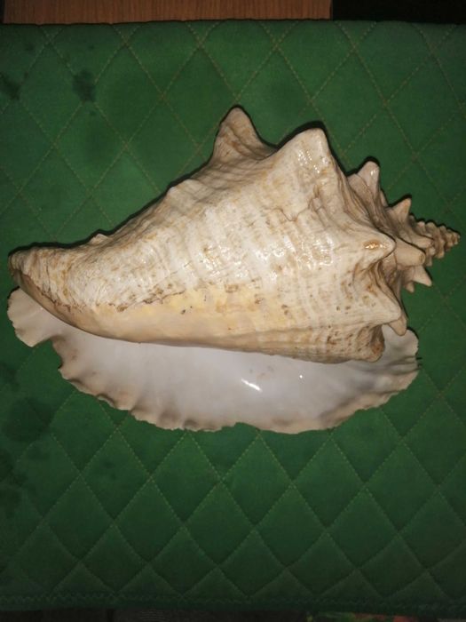 Ракушки для декора