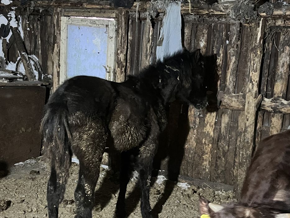 Продам жеребенка