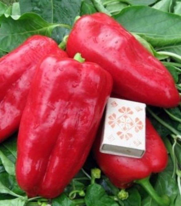 Рассада. Перцев и Баклажан