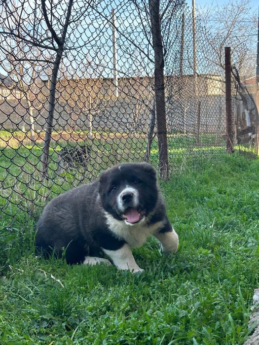 Шинек Алабай  линия чемпионов