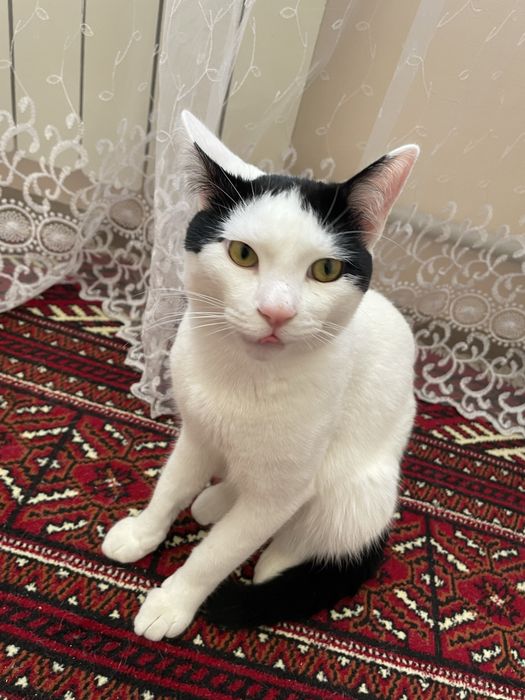 Отдам кота в добрые руки