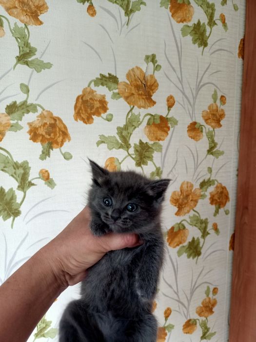 Отдам красивых котят