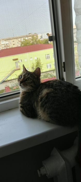 В добрые ответственные руки