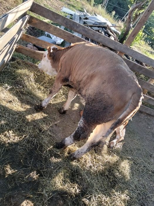 Vând vițelușe de 4 luni