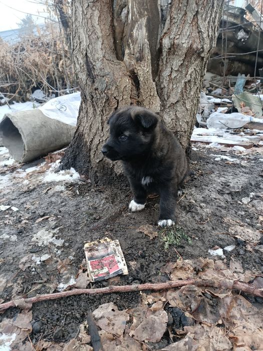 Домашние животные