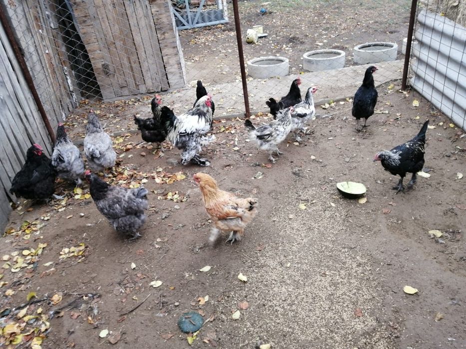 Продам домашних курей