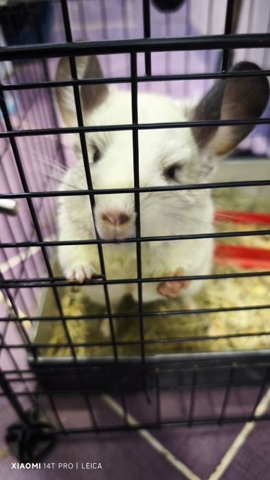 Chinchila , sinsila, vând