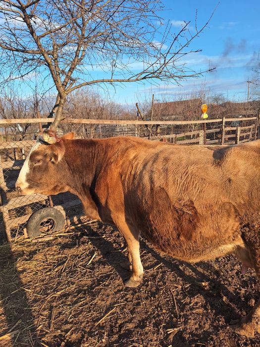Vaca cu vițel de 2 luni