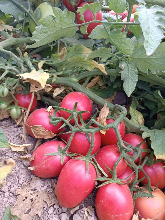 Семено розового томата