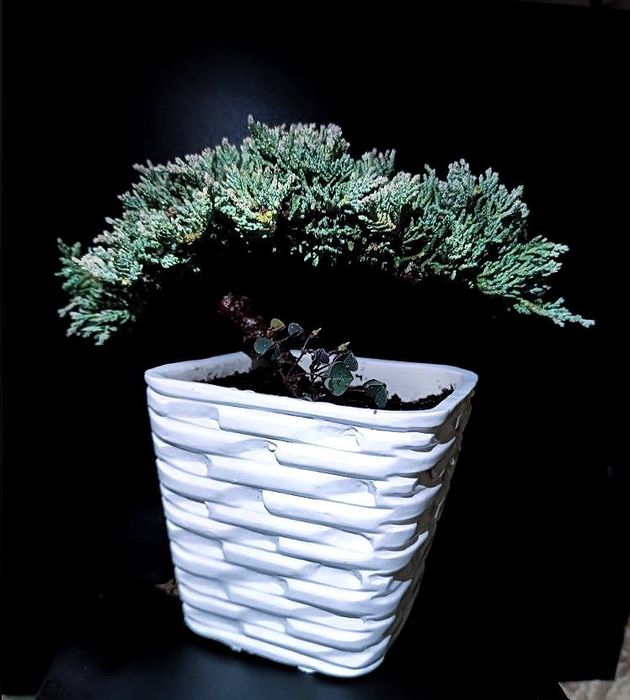 Бонсай в Ташкенте недорого