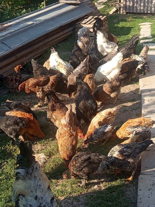Продам курей домашние
